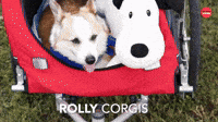 Rolly Corgis
