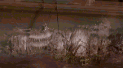 swamp people spin GIF