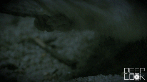 Kangaroo Rat Cricket GIF by PBS Digital Studios
