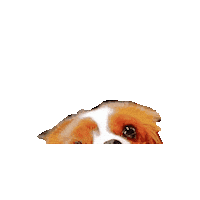 Dogs Sticker