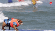 Dog Pet GIF by BuzzFeed