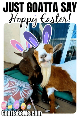 Easter Bunny GIF by Goatta Be Me Goats! Adventures of Java, Toffee, Pumpkin and Cookie!