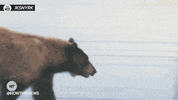 news man GIF by NowThis 