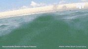 breaking news GIF by NowThis 
