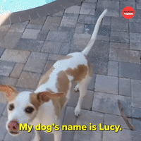 Lucy the perfect dog