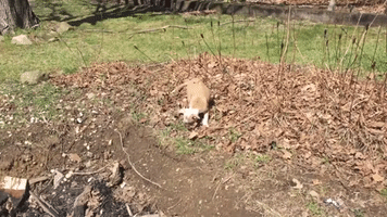 Puppy Finds Joy Playing in a Pile of Leaves