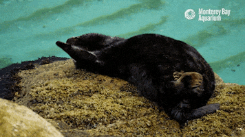 tired sea otter GIF by Monterey Bay Aquarium