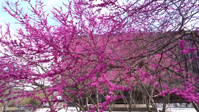 College Spring GIF by UNC-Chapel Hill