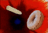 Video gif. A crinkle cut french fry is inserted into the hole of a doughnut. The background explodes like fireworks. A woman throws her head back, tossing her hair back, and smiling. 