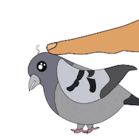 Pidgeon Sticker