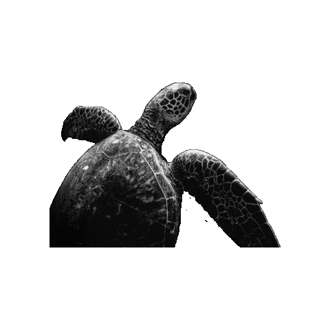 DefendersofWildlife animals ocean sea turtle Sticker