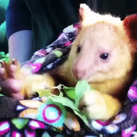 Baby Tree Kangaroo Snuggles Up in Warm Blanket With a Snack