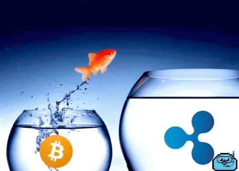 Memecoin Xrp GIF by $DROP