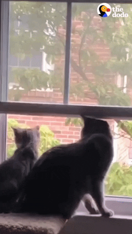 Cat GIF by The Dodo