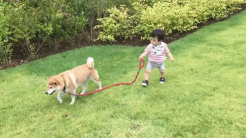 Friendly Dog Brings Baby for Walk