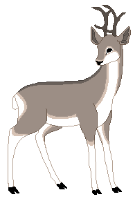 deer STICKER