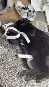 krlyyart krlyy binxcat binxshoe GIF