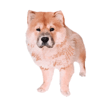 Chowchow Sticker
