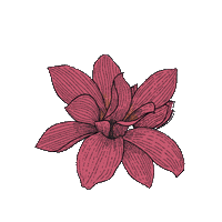 vicreg flower flor tarot fulgor Sticker