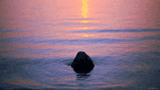 Water Rock GIF by Living Stills