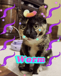 trippy worm puddles puddles the cat puddlesforbrains GIF