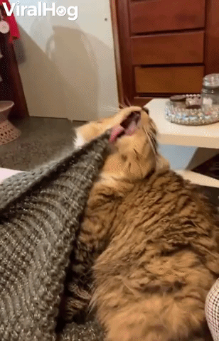 Cat's Tongue Repeatedly Caught on Blankets