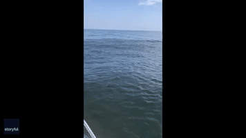 Fishermen Amazed by Whale Lunge-Feeding Off New Jersey Coast