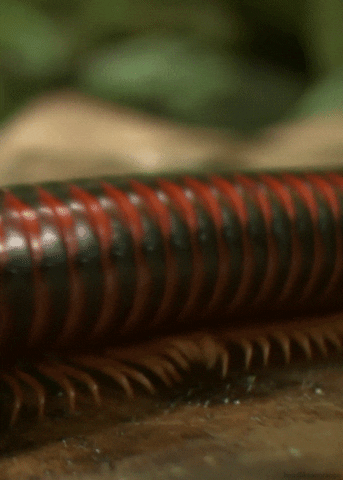 Neverending Story Insect GIF