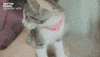 National Geographic Vet GIF by Nat Geo Wild