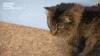 National Geographic Vet GIF by Nat Geo Wild
