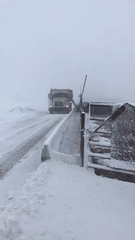 Farmers Feed Cattle Amid Nebraska Snowstorm