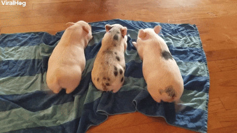 Wagging Piggy Tails GIF by ViralHog