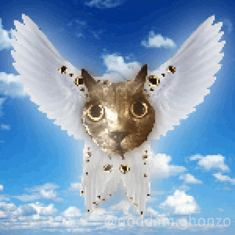 Cat Flying GIF