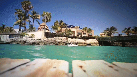 flying isla mujeres GIF by Dolphin Discovery