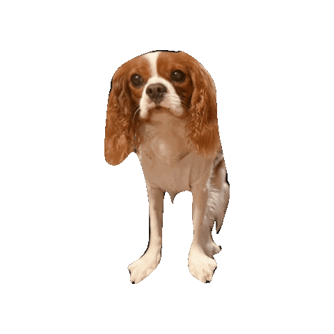 Puppy Cavalierkingcharlesspaniel Sticker
