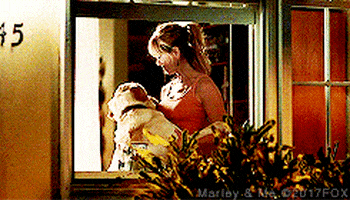 marley and me dog GIF by 20th Century Fox Home Entertainment