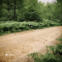 Rally Car GIF by FIA World Rally Championship