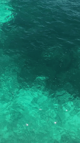 GIF by Dolphin Discovery