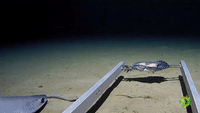 Hagfish Bite | Expedition Deep Ocean
