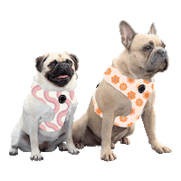 popandtedthreads dog puppy doggo pug Sticker