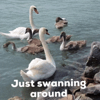 Swan Lake Hungary GIF by KreativCopy