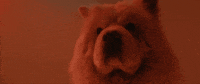Sub Pop Love GIF by Sub Pop Records