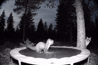 Jumping Wild Life GIF by Respective