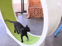 Best Friends Cats GIF by Best Friends Animal Society