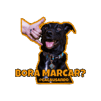 Cacausando pet pets cachorro cachorros Sticker