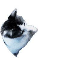 Cat Fun Sticker