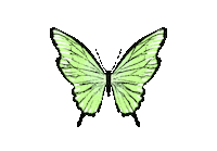 Nananaanaanana828282 butterfly anna tavasz pillangó Sticker