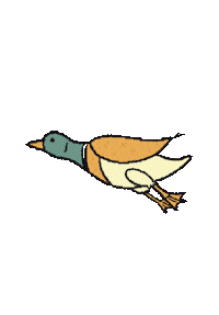 Bird Duck Sticker
