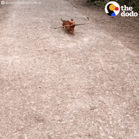Dog Cute Dogs GIF by The Dodo