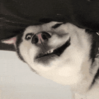 swagrman dog swaggy wolfdog GIF